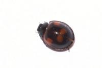 Exochomus quadripustulatus