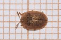 Hypocassida subferruginea