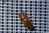 Rhagonycha fulva