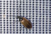 Pseudocistela ceramboides