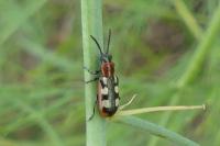 Crioceris asparagi
