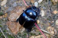 Trypocopris pyrenaeus