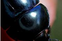 Trypocopris pyrenaeus