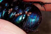 Trypocopris pyrenaeus