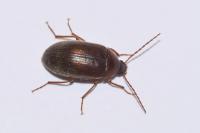 Hymenalia rufipes