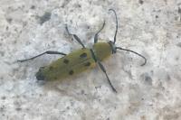 Chlorophorus glabromaculatus