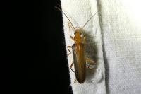 Nacerdes carniolica