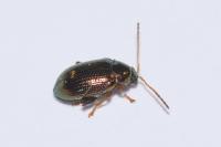 Crepidodera aurea