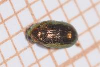 Crepidodera aurea