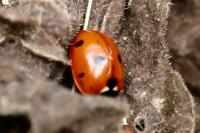 Coccinella septempunctata