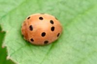 Henosepilachna argus