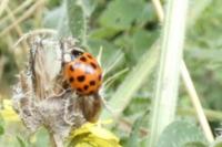 Harmonia axyridis