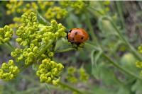 Coccinella septempunctata