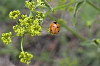 Coccinella septempunctata