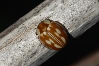 Myzia oblongoguttata