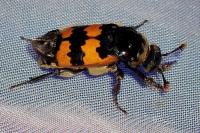 Nicrophorus