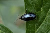 Phratora