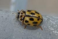 Propylea quatuordecimpunctata
