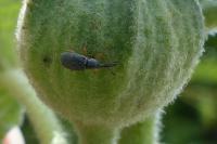 Rhopalapion longirostre