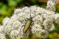 Aromia moschata