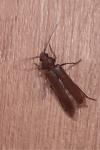 Arhopalus