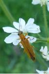 Oedemera podagrariae