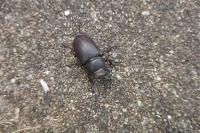 Lucanus cervus