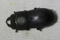 Dorcus parallelipipedus