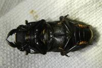 Dorcus parallelipipedus