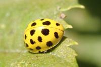 Psyllobora vigintiduopunctata