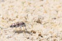Cicindela hybrida