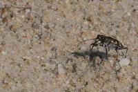 Cicindela hybrida