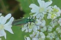 Oedemera nobilis