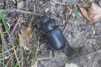 Lucanus cervus