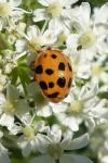 Harmonia axyridis