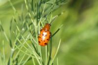 Crioceris duodecimpunctata