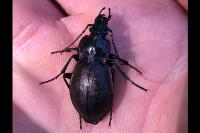 Carabus nemoralis