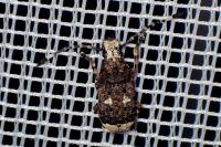 Platystomos albinus