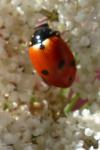 Hippodamia variegata