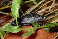 Necrodes littoralis