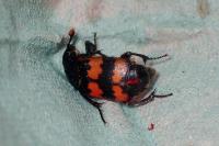 Nicrophorus vespillo