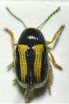 Cryptocephalus bilineatus
