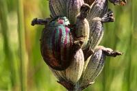 Chrysolina americana