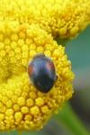 Scymnus