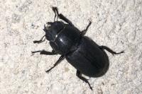 Dorcus parallelipipedus