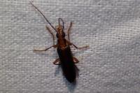 Nacerdes carniolica