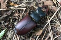 Lucanus cervus