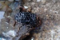 Dermestes