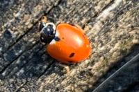 Hippodamia variegata