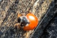 Hippodamia variegata